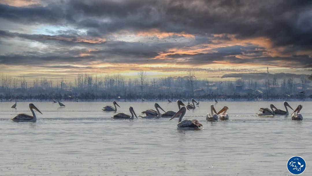 پناهگاه حیات وحش سلکه