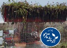پایان موفقیت آمیز پاک سازی گیاه مهاجم سنبل آبی در تالاب انزلی
