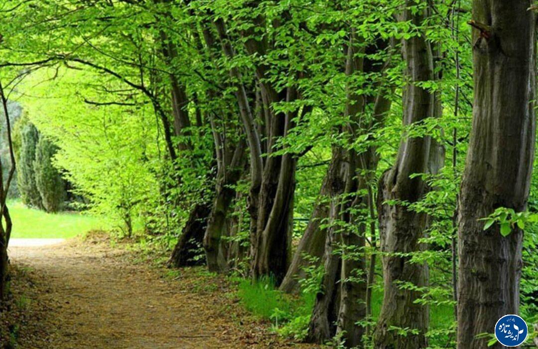 جنگل گیسوم رشت، طبیعتی بکر کنار دریا
