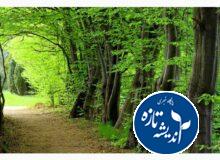 جنگل گیسوم رشت، طبیعتی بکر کنار دریا