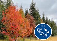 پارک جنگلی سراوان