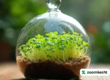 ایده هایی برای تزئین سبزه عید