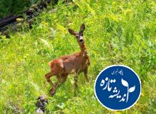 اقدام محلی، اثرگذاری جهانی؛ گیلان گنجینه‌ای از تنوع زیستی ایران + فیلم